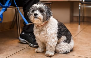 Book Appointment at Vet Hospital | Pacific Coast Veterinary Hospital | Prince Rupert, BC