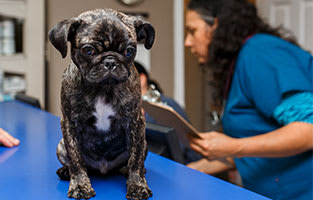 Veterinary Team | Pacific Coast Veterinary Hospital | Prince Rupert, BC