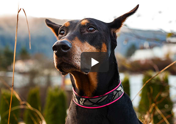 Pacific Coast Veterinary Hospital | Prince Rupert, BC