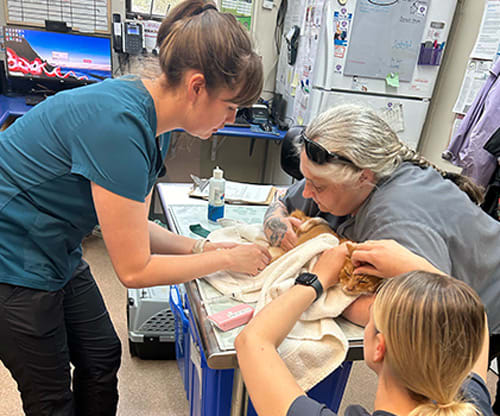 Surgery | Pacific Coast Veterinary Hospital | Prince Rupert, BC